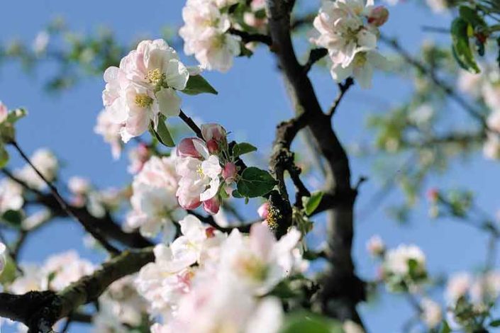 Fruehling-Blueten