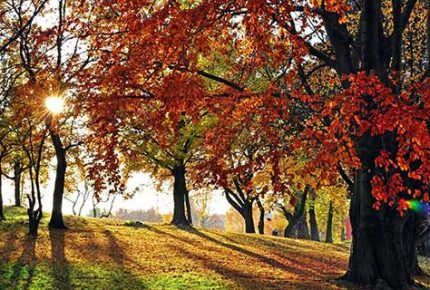 Herbst Bäume